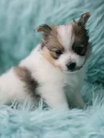 Purebred pomeranian male puppy , a male Pomeranian for sale in Ellensburg, WA – 3 of 5