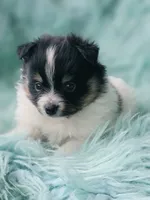 Purebred pomeranian male puppy , a male Pomeranian for sale in Ellensburg, WA – 3 of 6