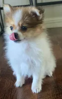 Female pomeranian puppy , a female Pomeranian for sale in Ellensburg, WA – 7 of 8