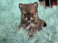 Purebred pomeranian female puppy , a female Pomeranian for sale in Ellensburg, WA – 3 of 5