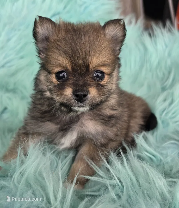 Purebred pomeranian female puppy  – Pomeranian puppy for sale in Ellensburg, WA