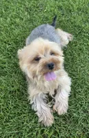 Purebred female Yorkshire Terrier , a female Yorkshire Terrier for sale in Ellensburg, WA – 4 of 7