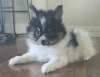 Purebred pomeranian male puppy , a male Pomeranian for sale in Ellensburg, WA – 7 of 8