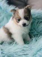 Purebred pomeranian female puppy , a female Pomeranian for sale in Ellensburg, WA – 8 of 8