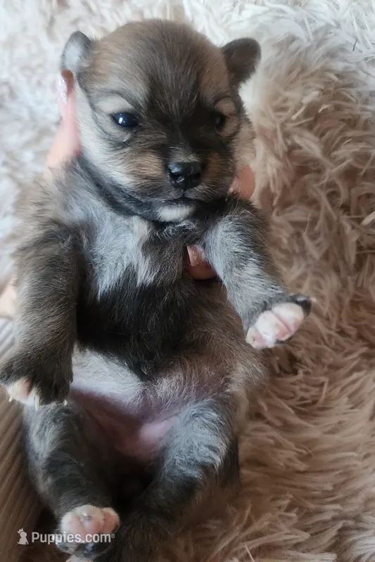 Pomeranian female puppy  – Pomeranian puppy for sale in Ellensburg, WA