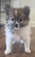 Purebred pomeranian  puppy , a female Pomeranian for sale in Ellensburg, WA – 6 of 8