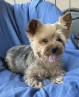 Purebred female Yorkshire Terrier , a female Yorkshire Terrier for sale in Ellensburg, WA – 3 of 7