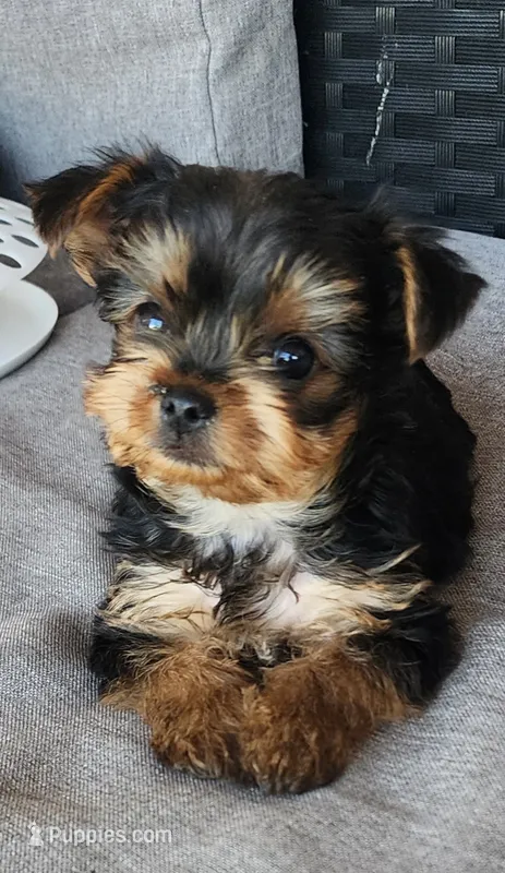 Adorable purebred Yorkie Terrier,  registration available  – Yorkshire Terrier puppy for sale in Ellensburg, WA