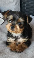 Adorable purebred Yorkie Terrier,  registration available , a male Yorkshire Terrier for sale in Ellensburg, WA – 1 of 6