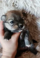 Full breed pomeranian puppy , a female Pomeranian for sale in Ellensburg, WA – 3 of 6