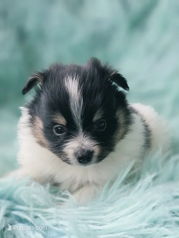 Purebred pomeranian male puppy  – Pomeranian puppy for sale in Ellensburg, WA