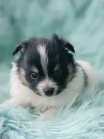 Purebred pomeranian male puppy , a male Pomeranian for sale in Ellensburg, WA – 1 of 6