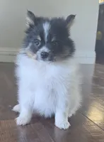 Purebred pomeranian male puppy , a male Pomeranian for sale in Ellensburg, WA – 8 of 8