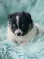 Purebred pomeranian male puppy , a male Pomeranian for sale in Ellensburg, WA – 4 of 6