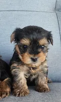 Male Yorkie puppy,  both parents AKC registered , a male Yorkshire Terrier for sale in Ellensburg, WA – Photo 2 of 3