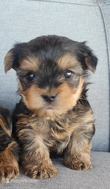 Male Yorkie puppy,  both parents AKC registered  – Yorkshire Terrier puppy for sale in Ellensburg, WA