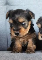 Male Yorkie puppy,  both parents AKC registered , a male Yorkshire Terrier for sale in Ellensburg, WA – Photo 3 of 3