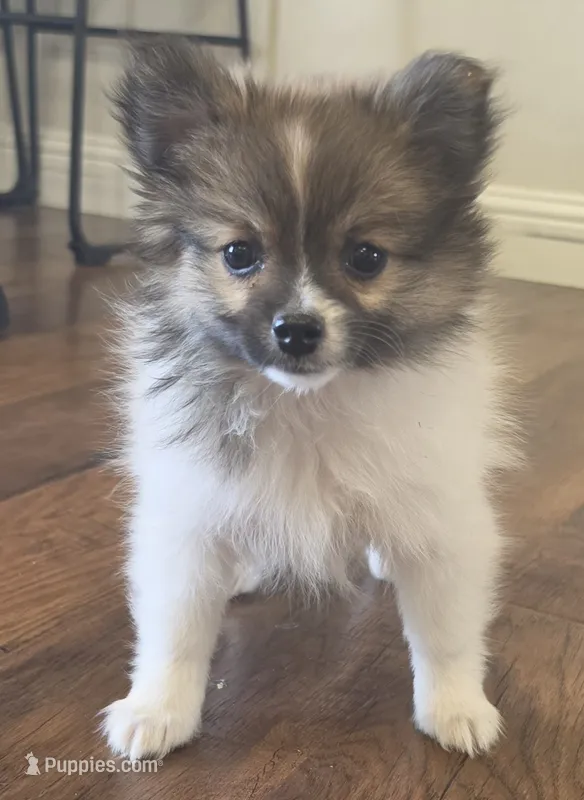 Pomeranian female puppy  – Pomeranian puppy for sale in Ellensburg, WA