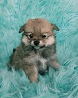 Purebred pomeranian female puppy , a female Pomeranian for sale in Ellensburg, WA – 6 of 8