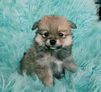 Purebred pomeranian female puppy , a female Pomeranian for sale in Ellensburg, WA – 5 of 5