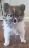 Purebred pomeranian  puppy , a female Pomeranian for sale in Ellensburg, WA – 7 of 8