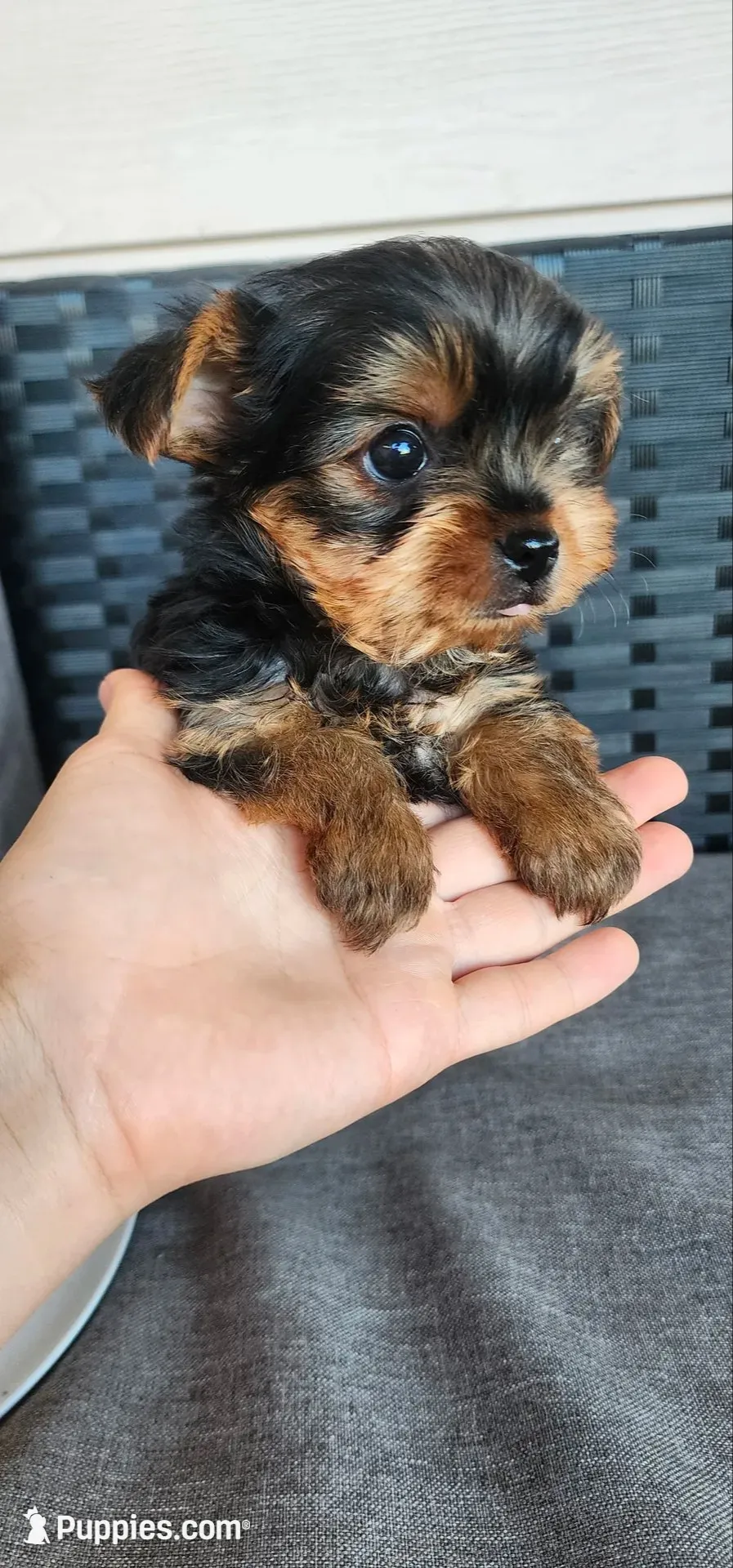 Purebred Yorkie male registration available , a male Yorkshire Terrier for sale in Ellensburg, WA – 1 of 6