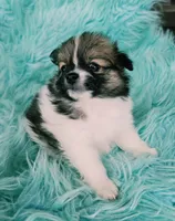 Pomeranian female puppy , a female Pomeranian for sale in Ellensburg, WA – 8 of 9
