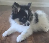 Female pomeranian puppy , a female Pomeranian for sale in Ellensburg, WA – 3 of 8