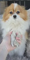 Lily full breed pomeranian , a female Pomeranian for sale in Ellensburg, WA – 2 of 4