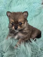 Purebred pomeranian female puppy , a female Pomeranian for sale in Ellensburg, WA – 4 of 5