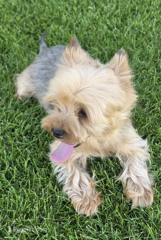 Purebred female Yorkie Terrier  – Yorkshire Terrier puppy for sale in Ellensburg, WA