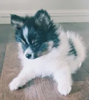 Purebred pomeranian male puppy , a male Pomeranian for sale in Ellensburg, WA – 2 of 4