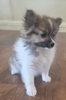 Full breed pomeranian puppy , a female Pomeranian for sale in Ellensburg, WA – 5 of 8