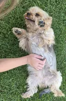 Yorkshire Terrier female, a female Yorkshire Terrier for sale in Ellensburg, WA – 8 of 9