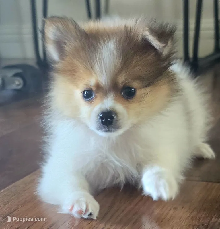 Purebred pomeranian female puppy  – Pomeranian puppy for sale in Ellensburg, WA
