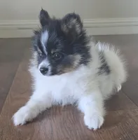 Purebred pomeranian male puppy , a male Pomeranian for sale in Ellensburg, WA – 3 of 4