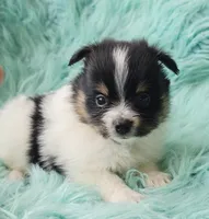 Purebred pomeranian male puppy , a male Pomeranian for sale in Ellensburg, WA – 2 of 6