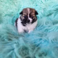 Pomeranian female puppy , a female Pomeranian for sale in Ellensburg, WA – 3 of 9