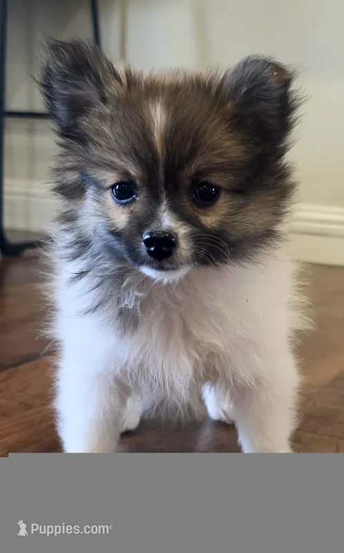 Purebred pomeranian female puppy  – Pomeranian puppy for sale in Ellensburg, WA