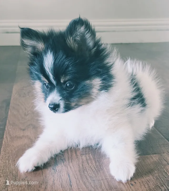 Pomeranian female puppy , a female Pomeranian for sale in Ellensburg, WA – 1 of 10