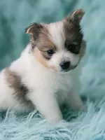 Purebred pomeranian male puppy , a male Pomeranian for sale in Ellensburg, WA – 2 of 5