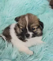 Purebred pomeranian female puppy , a female Pomeranian for sale in Ellensburg, WA – 2 of 5