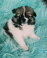 Pomeranian female puppy , a female Pomeranian for sale in Ellensburg, WA – 9 of 9