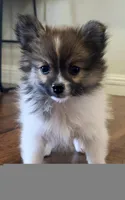 Pomeranian female puppy , a female Pomeranian for sale in Ellensburg, WA – 3 of 7