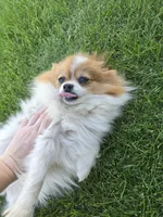 Lily full breed pomeranian , a female Pomeranian for sale in Ellensburg, WA – 3 of 4