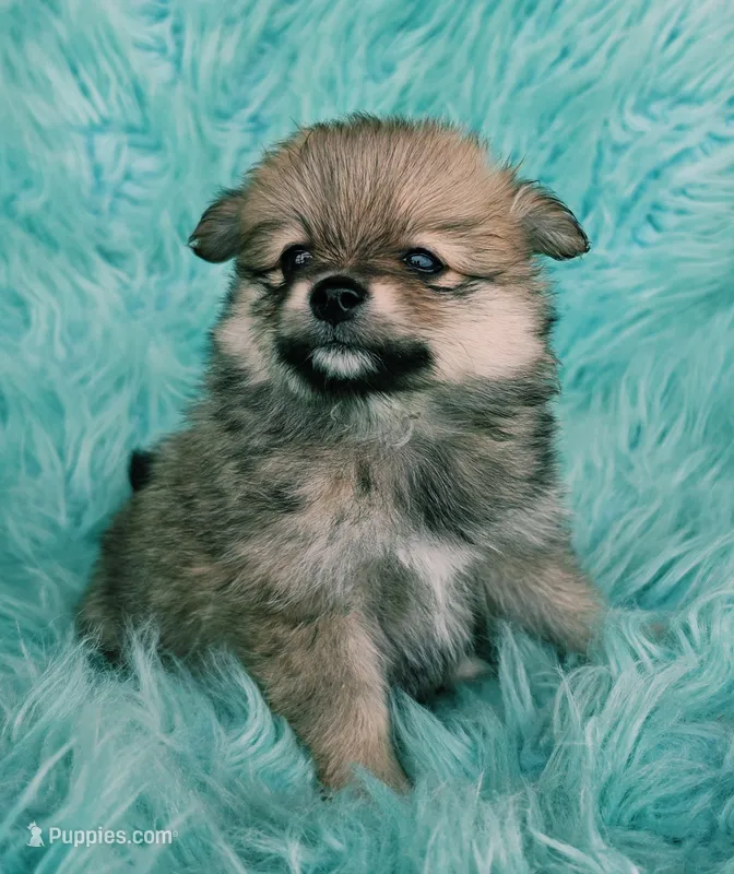 Purebred pomeranian female puppy  – Pomeranian puppy for sale in Ellensburg, WA
