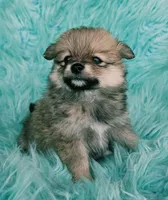 Purebred pomeranian female puppy , a female Pomeranian for sale in Ellensburg, WA – 1 of 5