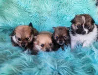 Purebred pomeranian female puppy , a female Pomeranian for sale in Ellensburg, WA – 2 of 8