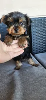 Adorable purebred Yorkie Terrier,  registration available , a male Yorkshire Terrier for sale in Ellensburg, WA – 4 of 6