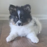Purebred pomeranian male puppy , a male Pomeranian for sale in Ellensburg, WA – 2 of 8